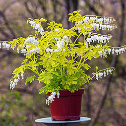 White Gold Dicentra