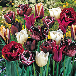 Mysterious Tulip Medley
