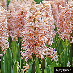 Fragrant Hyacinth Collection