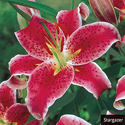 Fragrant Oriental Lily Collection