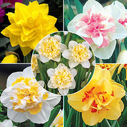 Double Daffodil Collection