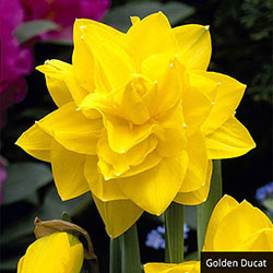 Double Daffodil Collection