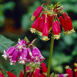 Firecracker Flower Mix