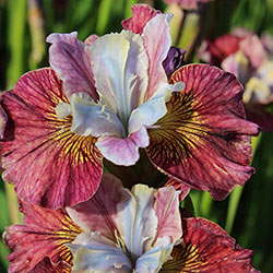 Painted Women Siberian Iris