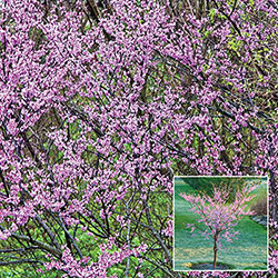 Redbud Flowering Tree Starter Pack