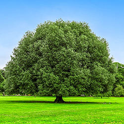 Nuttall Oak Shade Tree