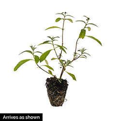 Grand Cascade Butterfly Bush