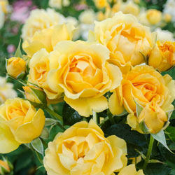 Julia Child Floribunda Rose