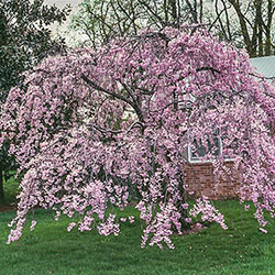 Ornamental Trees Michigan Bulb Company