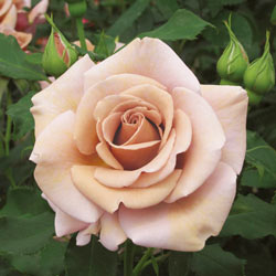 Koko Loko ™ Floribunda Rose