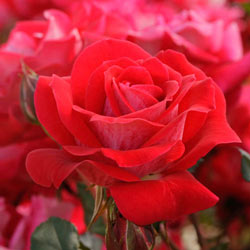 Take It Easy® Rose