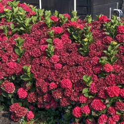 Everlasting Crimson Hydrangea