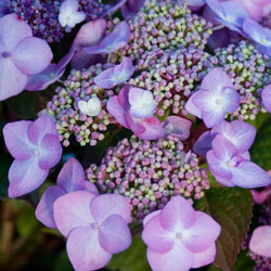 Endless Summer® Twist-n-Shout® Hydrangea