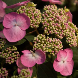 Endless Summer® Twist-n-Shout® Hydrangea