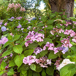Endless Summer® Twist-n-Shout® Hydrangea