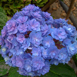 Forever & Ever® Together Hydrangea