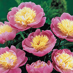 Bowl of Beauty Peony