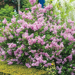 Josee Reblooming Lilac