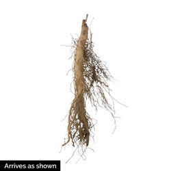 Native Milkweed Plant Selections
