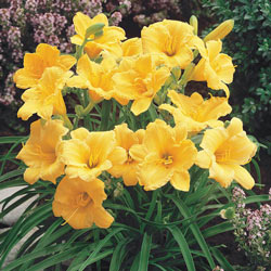 Stella d'Oro Daylily