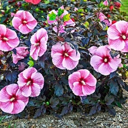 Starry Starry Night Hibiscus