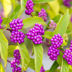Early Amethyst Beautyberry