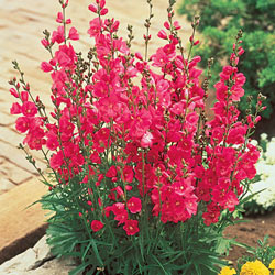 Brilliant Miniature Hollyhock