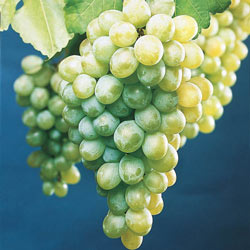 White Himrod Seedless Grapes