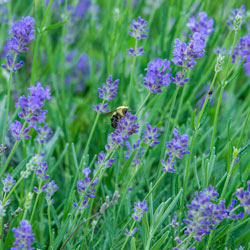 Blue Fragrant Lavender