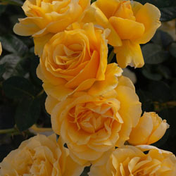 Doris Day Floribunda Rose
