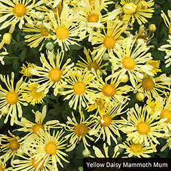 Mammoth Mum Collection