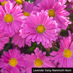 Mammoth Mum Collection