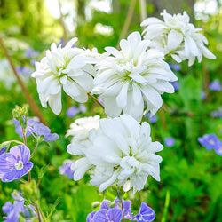 Fair Maids of France (Double-Flowered Meadow Saxifrage)