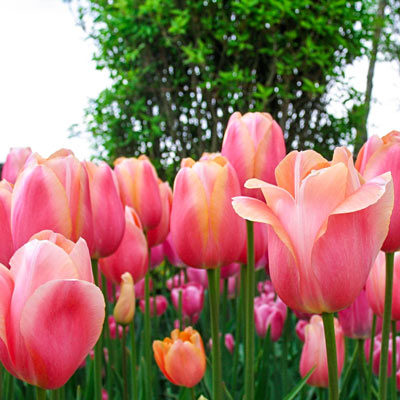 Mayflowering Tulip Menton