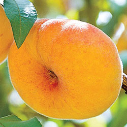 Flat Wonderful™ Peach