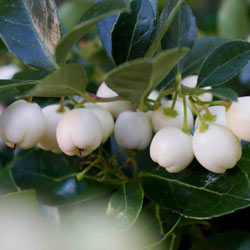Wintergreen Peppermint Pearls