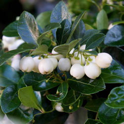 Wintergreen Peppermint Pearls