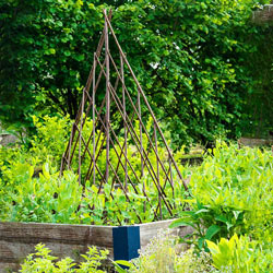 Willow Teepee Plant Support