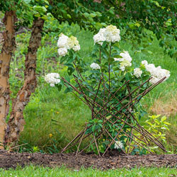 Willow Obelisk Support