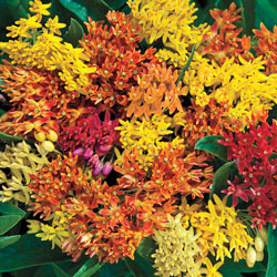 Native Butterfly Plant Mix