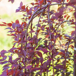 Purple Plunge® Weeping Plum 