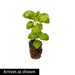 Herb Sweet Basil Plant