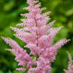 Pink Astilbe Super Bag