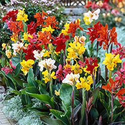 Canna Lily Mix Super Bag
