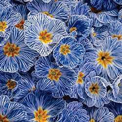Blue Zebra Primrose