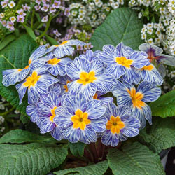 Blue Zebra Primrose