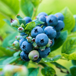 KA-Bluey Blueberry