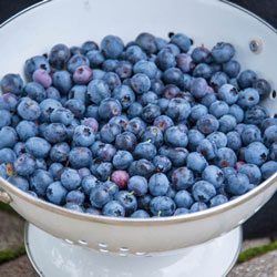 KA-Bluey Blueberry
