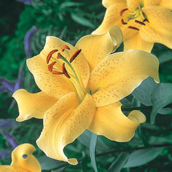 Golden Stargazer Lily