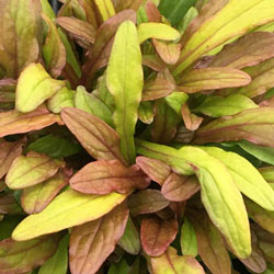 Feathered Friends™ Fancy Finch Ajuga